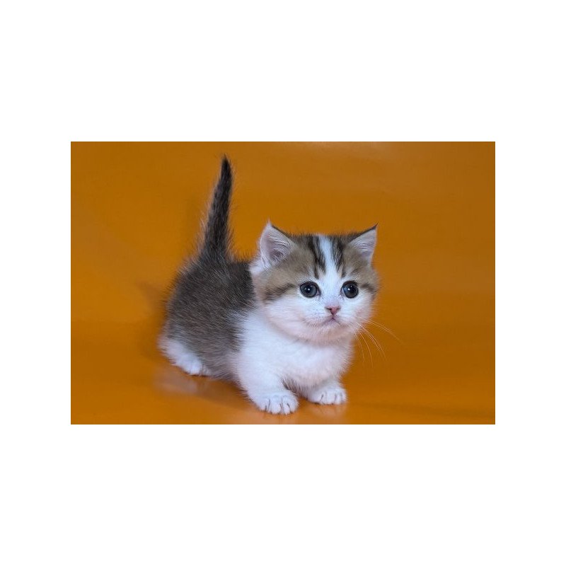 Munchkin Alva Yavik