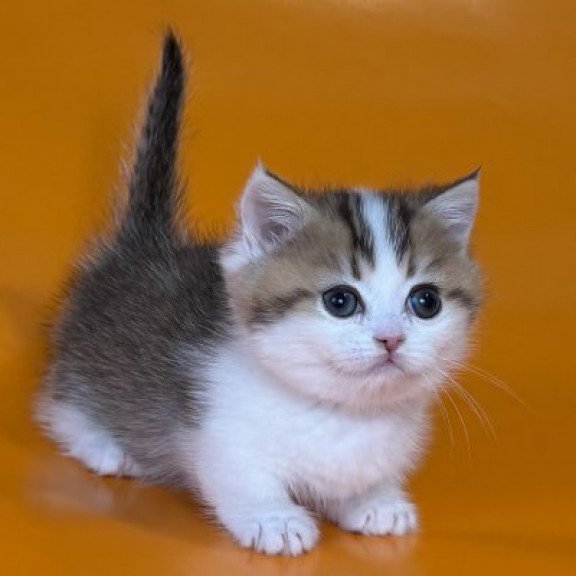 Munchkin Alva Yavik