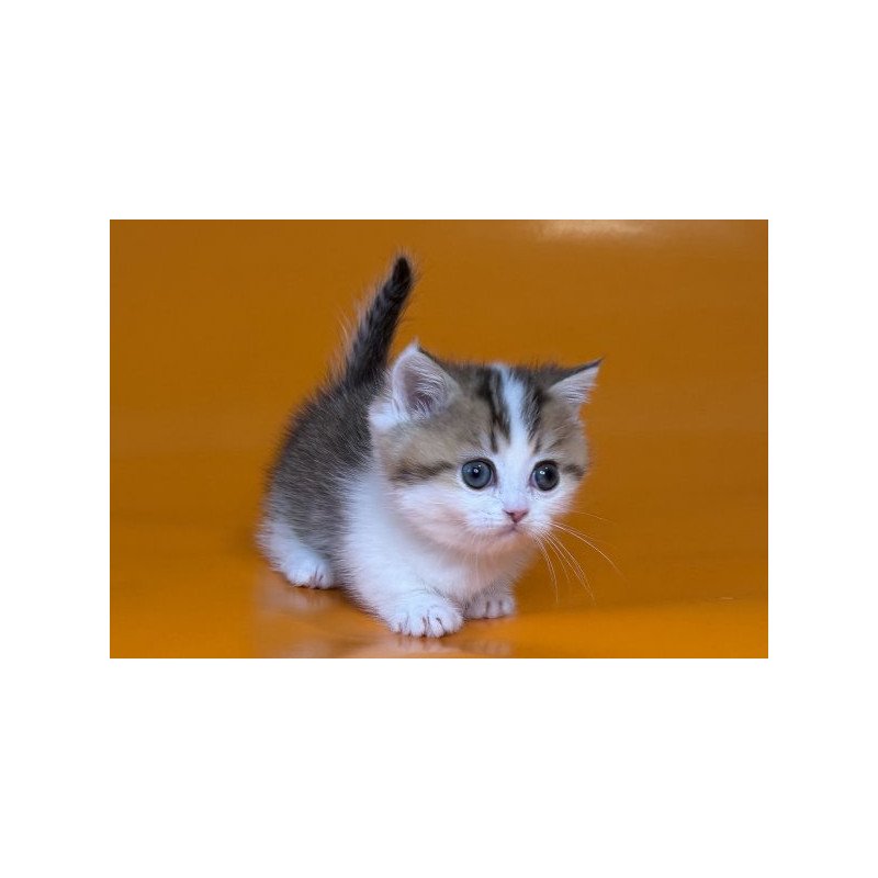 Munchkin Alva Yavik
