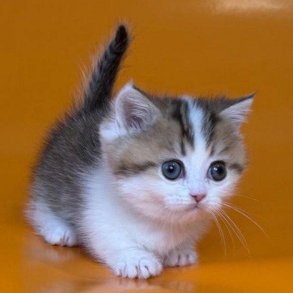 Munchkin Alva Yavik