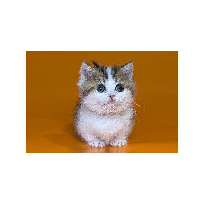 Munchkin Alva Yavik
