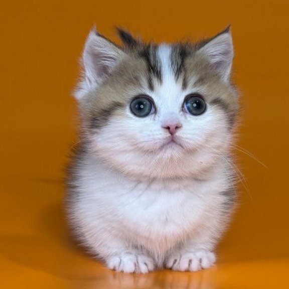 Munchkin Alva Yavik