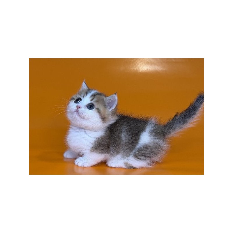 Munchkin Alva Yavik