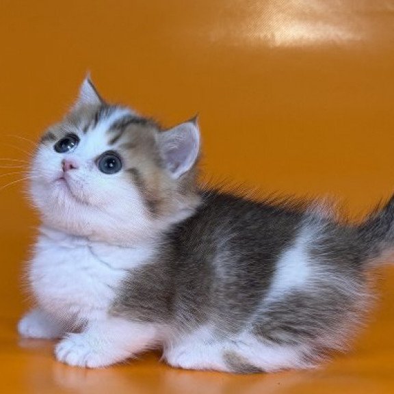 Munchkin Alva Yavik