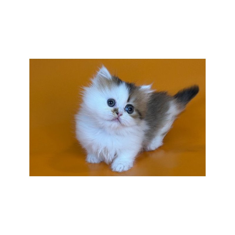 Munchkin Alva Yomar
