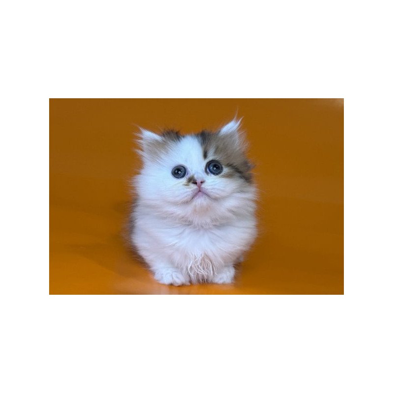 Munchkin Alva Yomar
