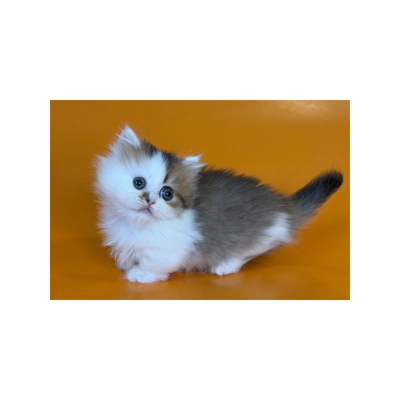 Munchkin Alva Yomar