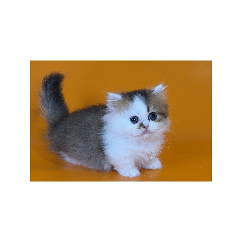Munchkin Alva Yomar