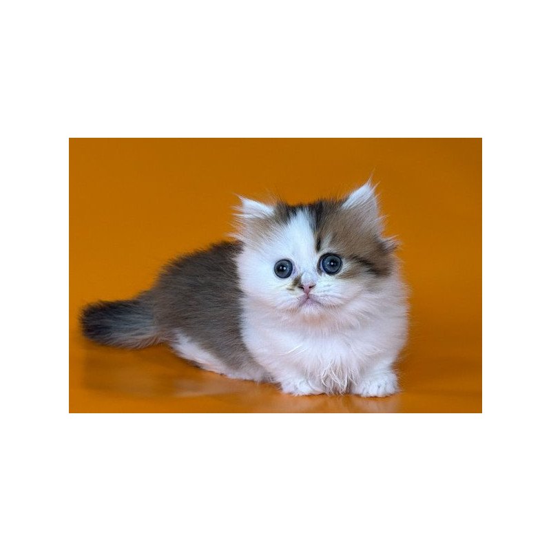 Munchkin Alva Yomar