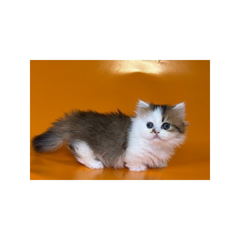 Munchkin Alva Yomar