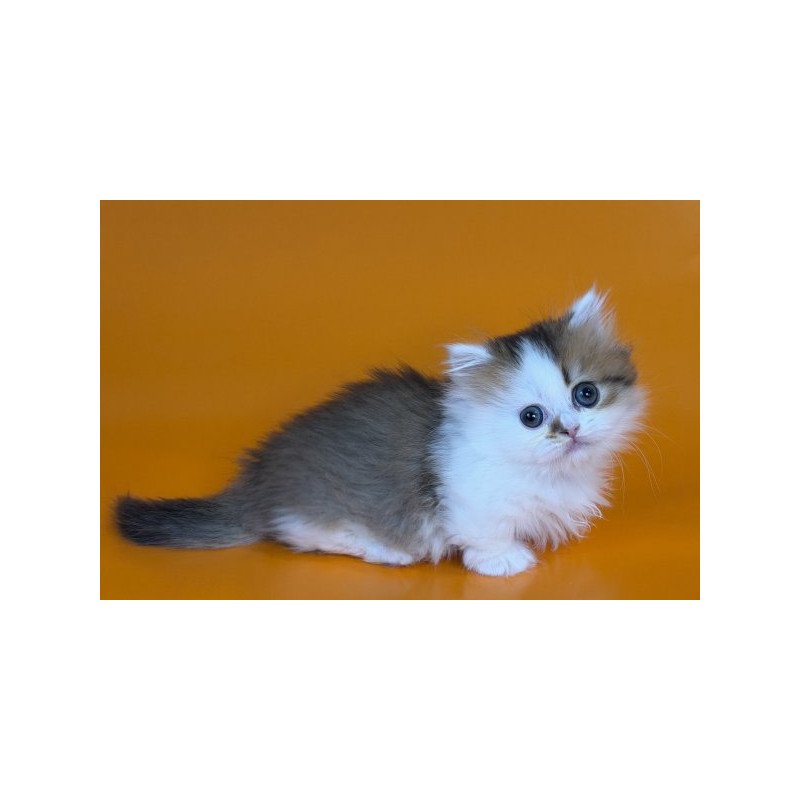 Munchkin Alva Yomar