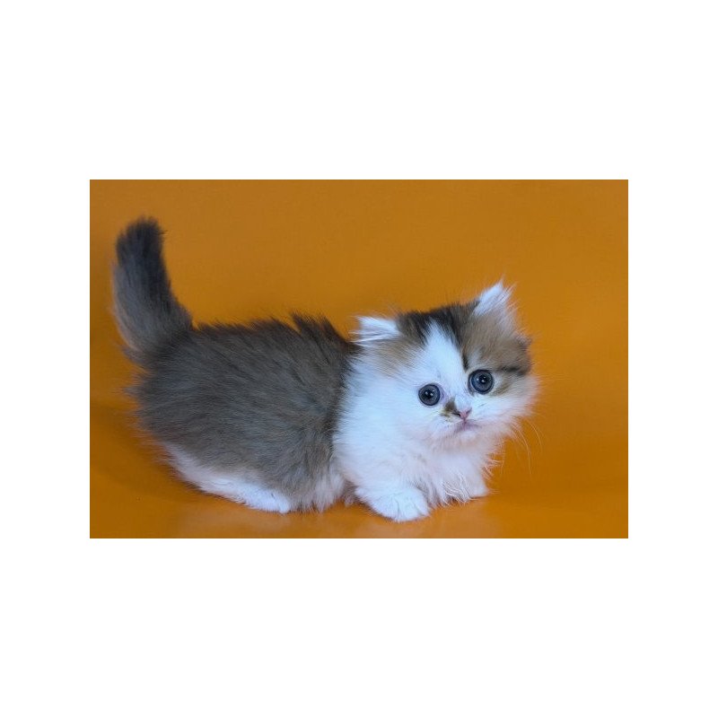 Munchkin Alva Yomar