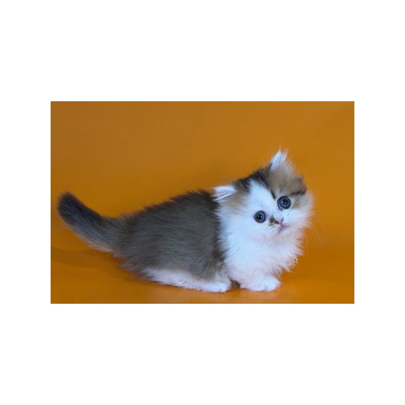Munchkin Alva Yomar