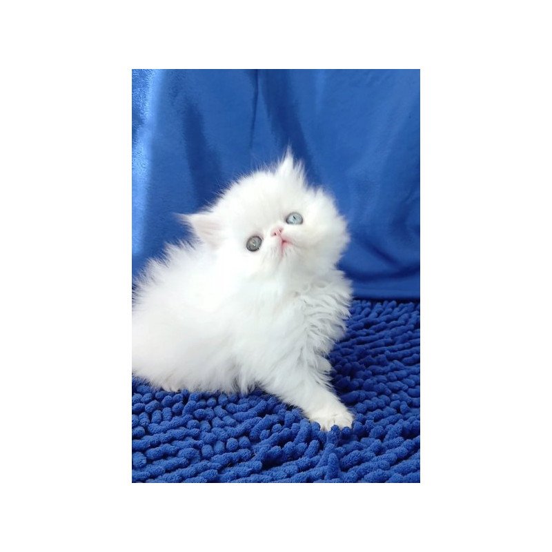 Persian Alva Amina