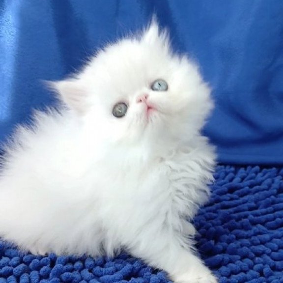 Persian Alva Amina