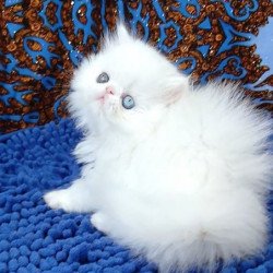 Persian Alva Amina