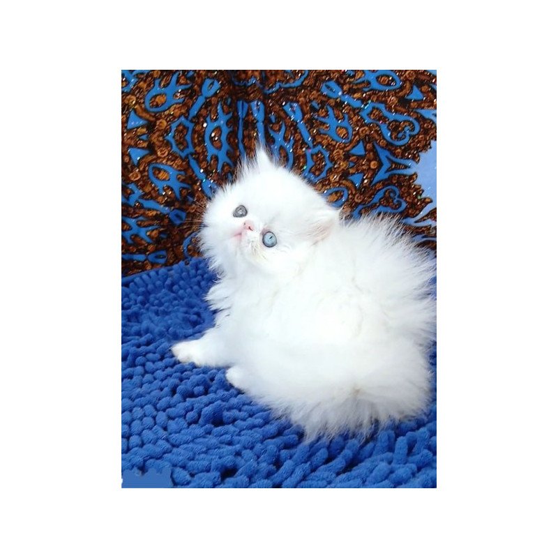 Persian Alva Amina