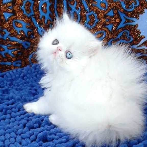 Persian Alva Amina