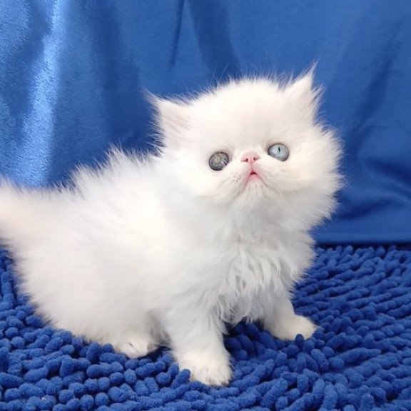 Persian Alva Amina