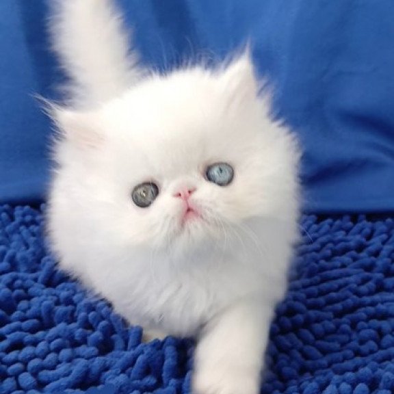 Persian Alva Amina
