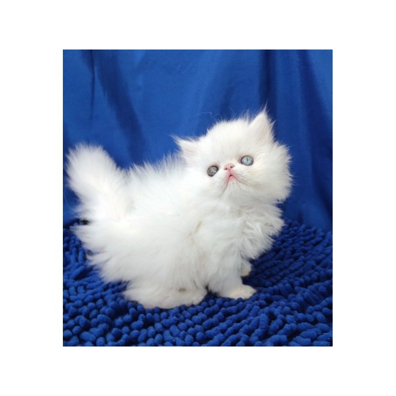 Persian Alva Amina