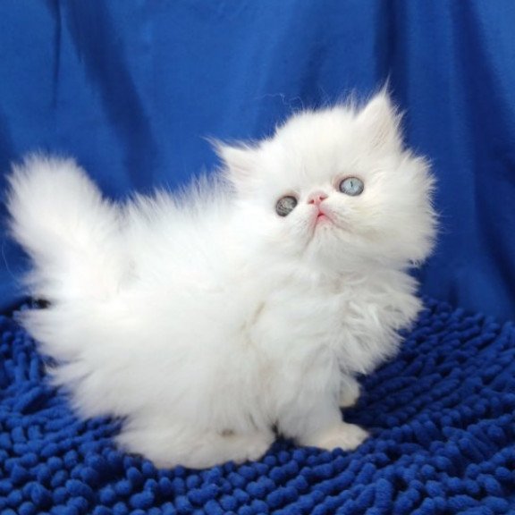 Persian Alva Amina