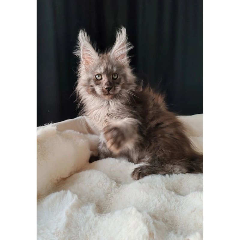 Maine Coon EZ Lady Volk