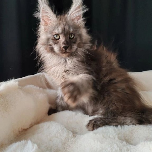 Maine Coon EZ Lady Volk