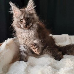 Maine Coon EZ Lady Volk