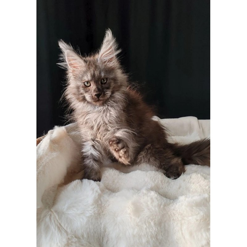 Maine Coon EZ Lady Volk