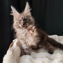 Maine Coon EZ Lady Volk