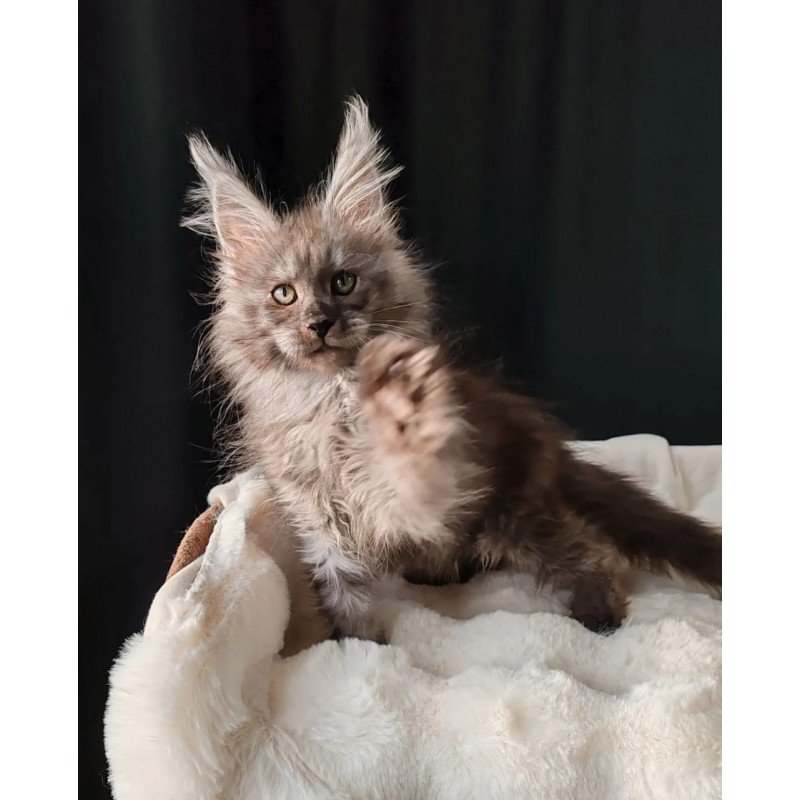 Maine Coon EZ Lady Volk