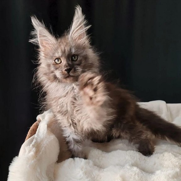 Maine Coon EZ Lady Volk