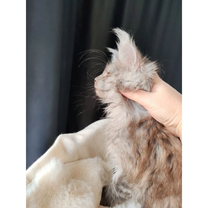 Maine Coon EZ Lady Volk