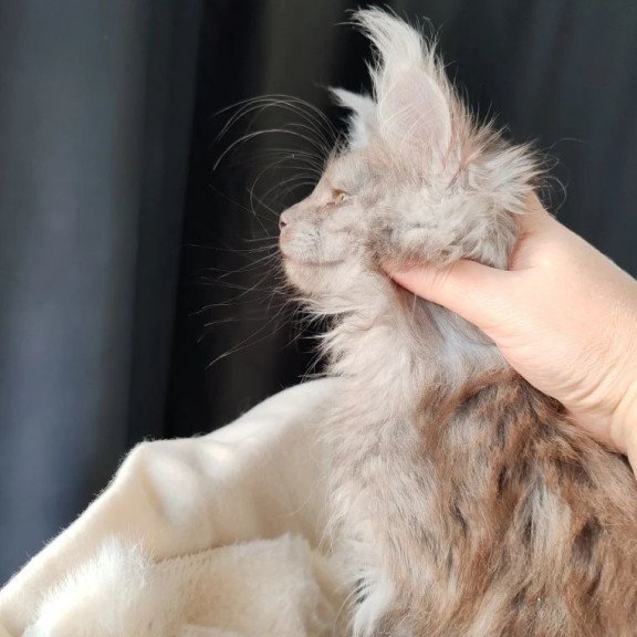 Maine Coon EZ Lady Volk