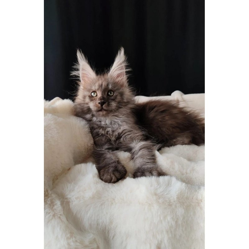 Maine Coon EZ Lady Volk
