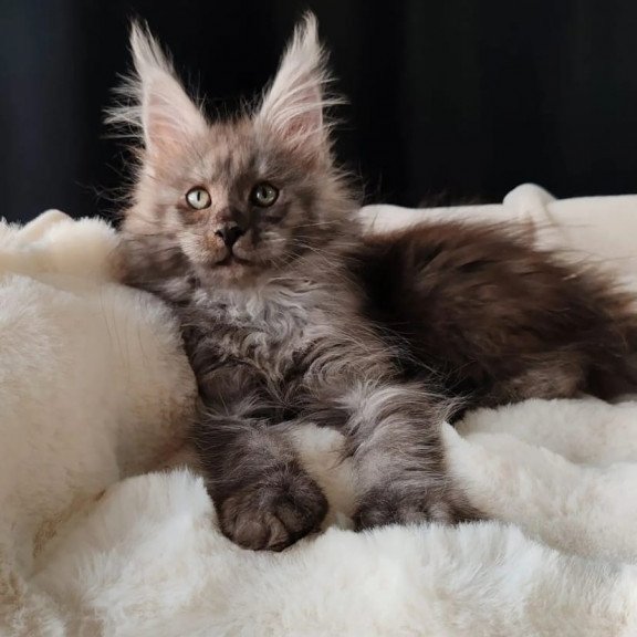 Maine Coon EZ Lady Volk