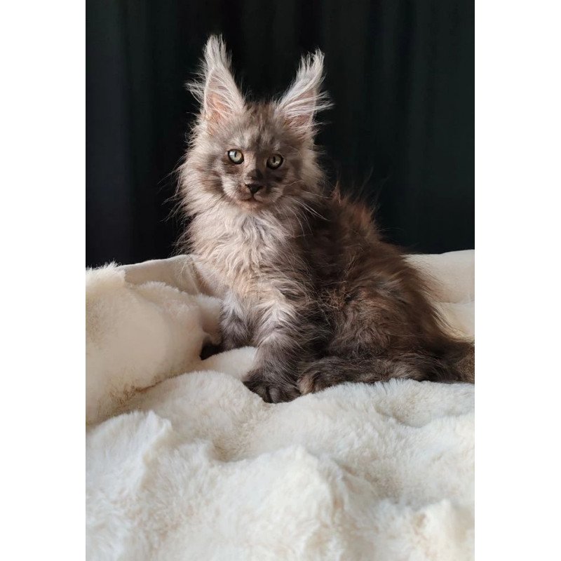 Maine Coon EZ Lady Volk