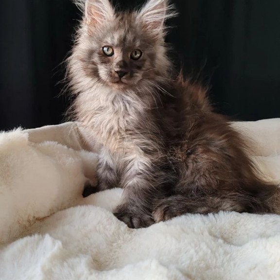 Maine Coon EZ Lady Volk