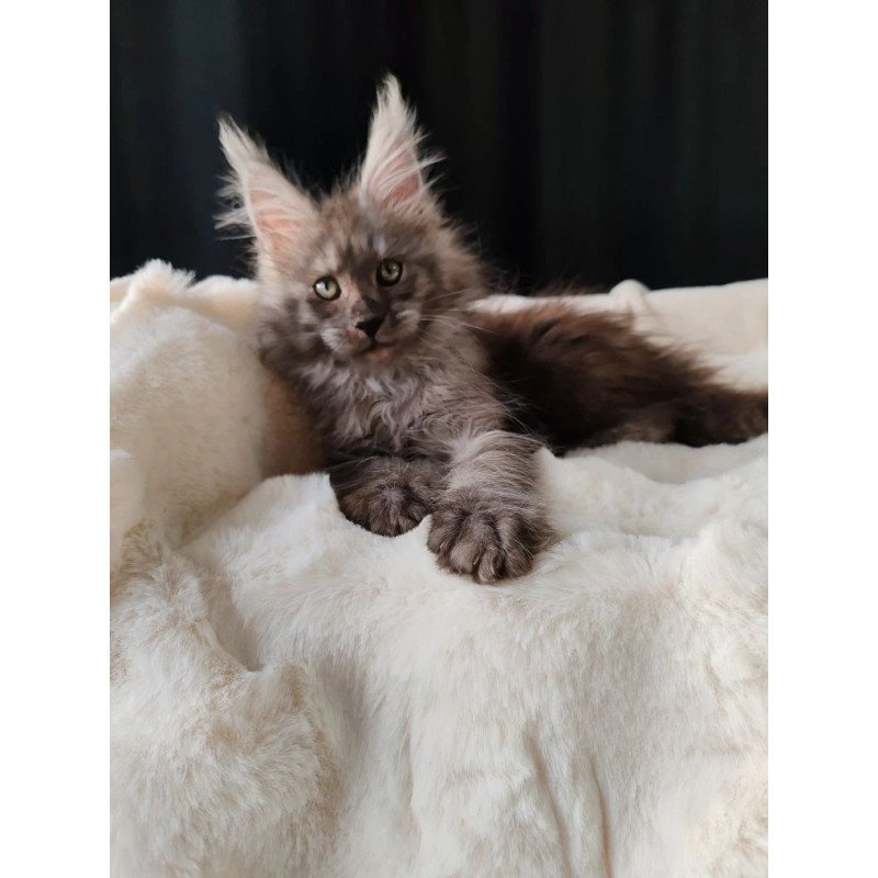 Maine Coon EZ Lady Volk