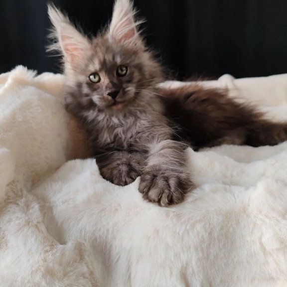Maine Coon EZ Lady Volk