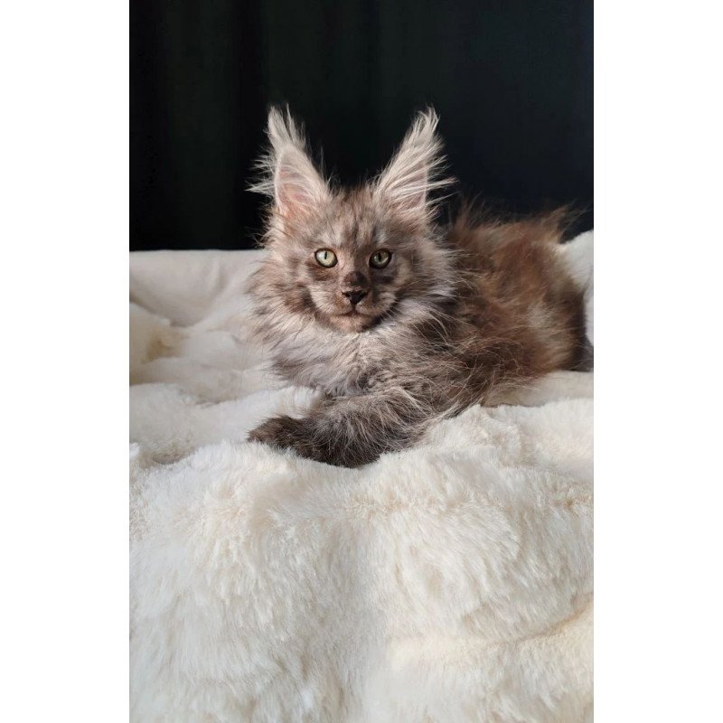 Maine Coon EZ Lady Volk