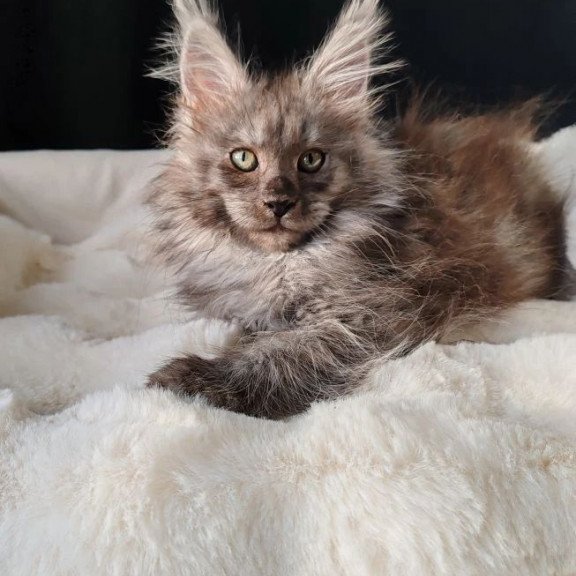 Maine Coon EZ Lady Volk