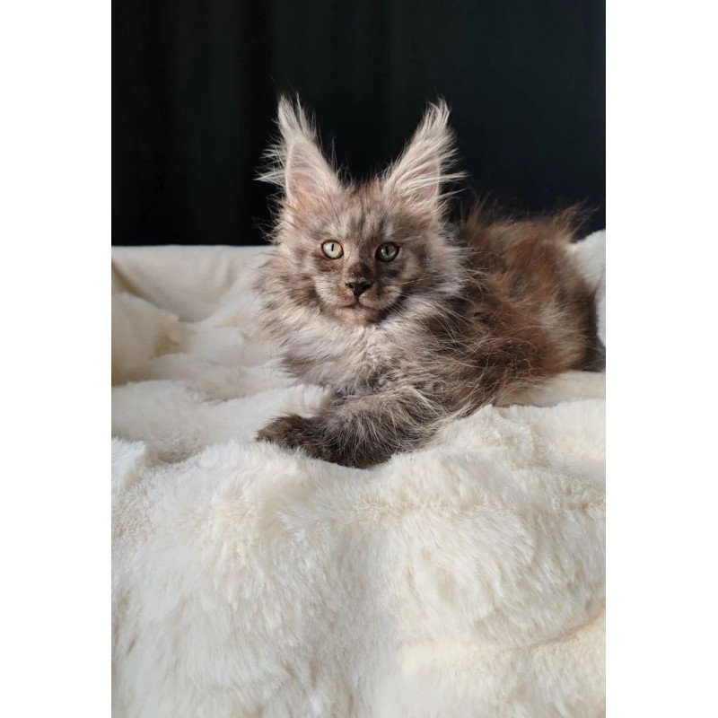 Maine Coon EZ Lady Volk