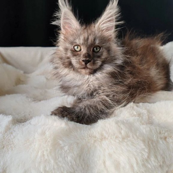 Maine Coon EZ Lady Volk