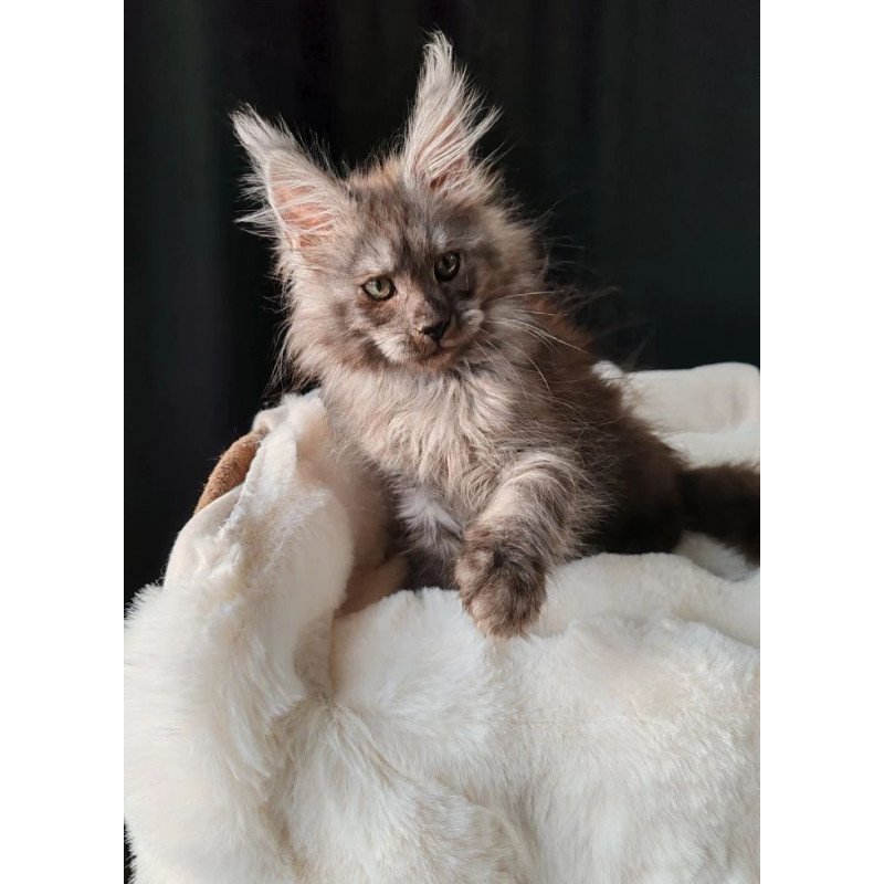 Maine Coon EZ Lady Volk