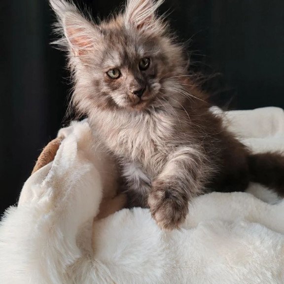 Maine Coon EZ Lady Volk