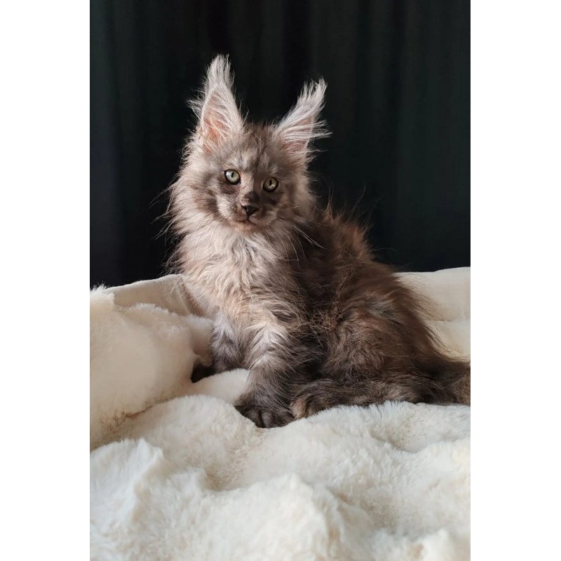 Maine Coon EZ Lady Volk