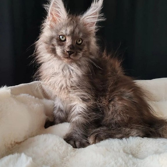 Maine Coon EZ Lady Volk