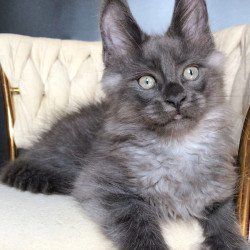 Maine Coon EZ Unicum Boss